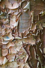 Beautiful close-up of the bark of acer griseum