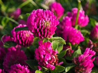pink flowers