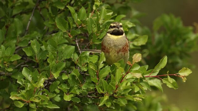 bah&ccedil;e kirazkuşu - cirl bunting bird perched on a branch