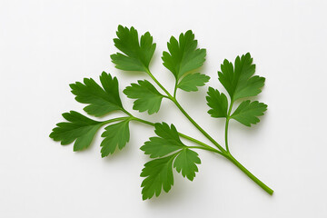 Fresh Parsley Leaves on White