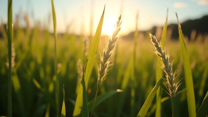 Fototapeta premium Soft green grass in the morning. Generative Ai.