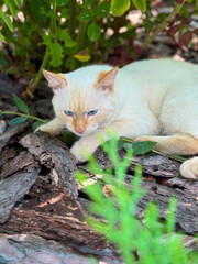 a white cat with beautiful blue eyes on the grass
