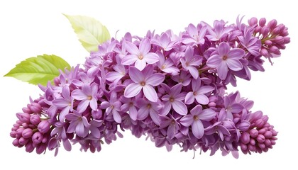 Obraz premium Blooming lilac or Syringa vulgaris with puprle blossoms isolated on white background