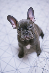 French Bulldog Dog Gray Color Big Ears Cute Animal Dog