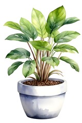 Watercolor indoor plant in a pot isolated on white background.