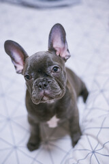 French Bulldog Dog Gray Color Big Ears Cute Animal Dog