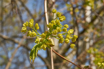 The flower buds of the holly maple are blooming (lat. Acer platanoides). Holly maple is a woody...