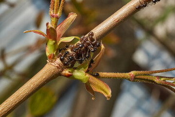 Symbiosis of ants and aphids. The ant tickles the aphid with its antennae, and it secretes a drop of sweet liquid. Ants graze and protect aphids from their enemies.