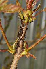 Symbiosis of ants and aphids. The ant tickles the aphid with its antennae, and it secretes a drop...