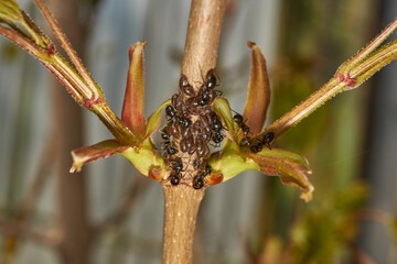 Symbiosis of ants and aphids. The ant tickles the aphid with its antennae, and it secretes a drop...
