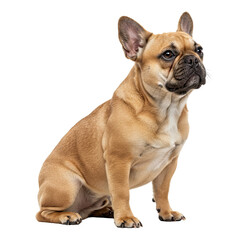 French Bulldog Sitting