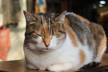 A tabby cat with distinct black and brown stripes is perched on a large, rugged tree branch. Its paws are positioned close together as it stands, appearing ready to move.