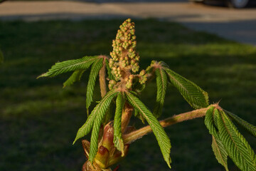 Chestnut flower buds bloom and inflorescences appear. Spring.