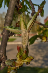 Chestnut flower buds bloom and inflorescences appear. Spring.
