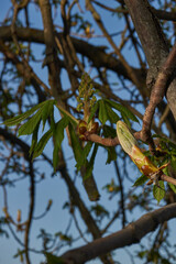 Chestnut flower buds bloom and inflorescences appear. Spring.