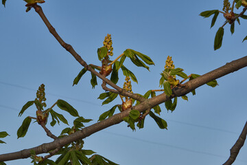 Chestnut flower buds bloom and inflorescences appear. Spring.
