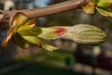 Chestnut flower buds bloom and inflorescences appear. Spring.
