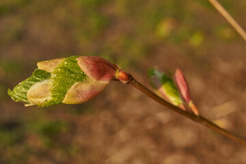 The buds of the linden blossom. Linden buds (Latin Tilia) in the rays of the spring sun. Spring.