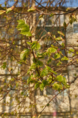 The buds of the linden blossom. Linden buds (Latin Tilia) in the rays of the spring sun. Spring.