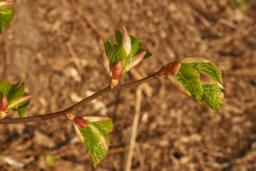 The buds of the linden blossom. Linden buds (Latin Tilia) in the rays of the spring sun. Spring.
