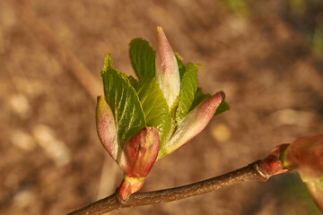 The buds of the linden blossom. Linden buds (Latin Tilia) in the rays of the spring sun. Spring.
