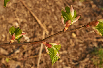 The buds of the linden blossom. Linden buds (Latin Tilia) in the rays of the spring sun. Spring.