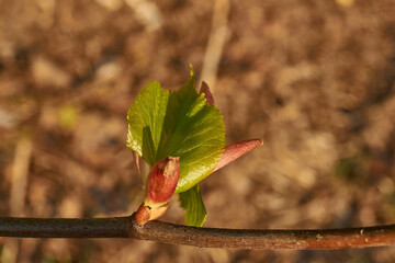 The buds of the linden blossom. Linden buds (Latin Tilia) in the rays of the spring sun. Spring.
