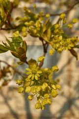 The flower buds of the holly maple are blooming (lat. Acer platanoides). Holly maple is a woody...
