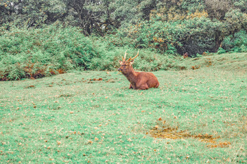 A Sambar Deer in the Horton Plains National Park, Sri Lanka.