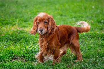English Cocker Spaniel on a walk