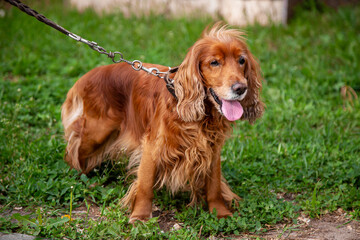 English Cocker Spaniel on a walk