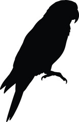 Parrot Silhouette Tropical Bird Illustration

