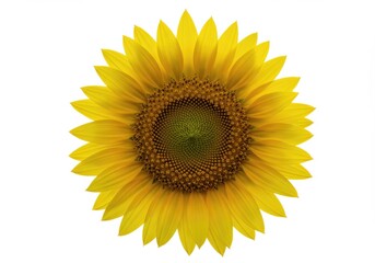 Fototapeta premium sunflower on white background,Common sunflower, Sunflower Seeds, Helianthus giganteus, clip art realistic sunflower, Sunflower, sunflower, yellow flower, large flower, seeds, white background, floral,