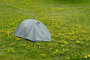 green tent in a dandelion meadow