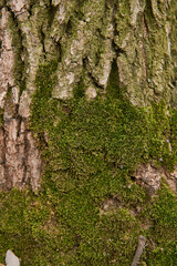 green moss winter winter snow wood texture