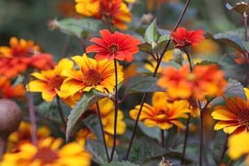 Red, orange and yellow Heliopsis helianthoides, also known as North American Ox Eye daisy ‘Bleeding Hearts’ in flower.
