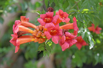 Red pink Campsis x tagliabueana, trumpet creeper, 'madame galen' in flower.