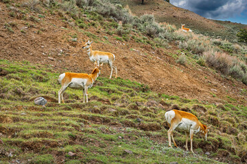 A herd of antelopes grazing in the Park.