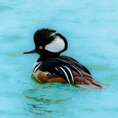Hooded Merganser Duck