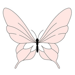 butterfly vector illustration
