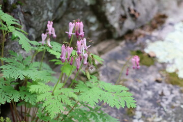 pink wildflowers in the forests of Tennessee
