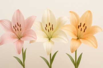 Three blooming lilies in soft pastel colors on a neutral background  
