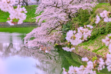 池のほとりに咲く桜の花　東京春風景