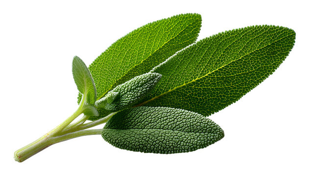Single sage leaf isolated on transparent background
