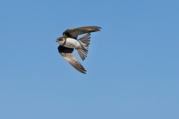 hirondelle