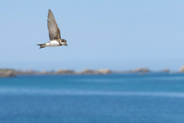 hirondelle