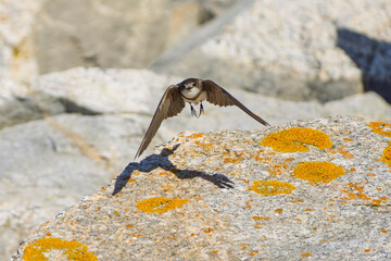 hirondelle