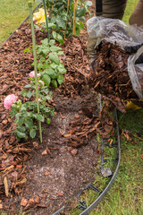 Gloved hands pouring wood chips from a clear bag around a pink rose bush planted in a lawn trellis bed. Yellow rubber boots and scattered fertilizer granules on the soil are visible.
