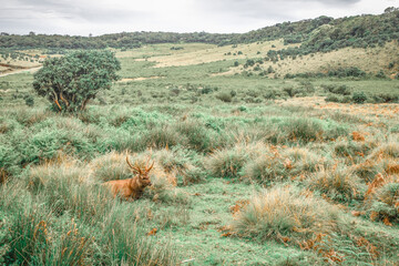A Sambar Deer in the Horton Plains National Park, Sri Lanka.