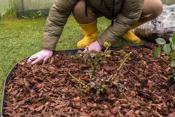 Gloved hands pouring wood chips from a clear bag around a pink rose bush planted in a lawn trellis...